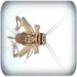 Icon of program: Crickets sounds