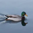 Icono de programa: Duck Calls