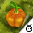Icon of program: Pumpkins in a Pocket Gard…