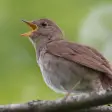 Icon of program: Nightingale Bird Sound Ri…