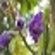 Icon of program: February 2013 Flowers Scr…