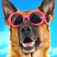 Icono de programa: Funny animals. Funny pets…