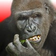 Icon of program: Flying Gorilla