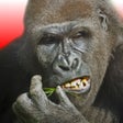 Icon of program: Flying Gorilla