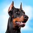Icon of program: Doberman Dog Simulator