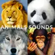Icon of program: Animals Songs - Speaking …
