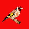 Icon of program: Goldfinch song