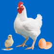 Icono de programa: Easy Poultry  Chicken Man…