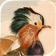 Icon of program: Art of Fauna: Nature Puzz…