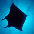 Icon of program: Silhouettes Underwater - …