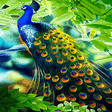 Icono de programa: Peacock Beauty Live Wallp…
