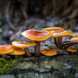 Icon of program: Mushrooms Live Wallpaper