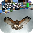 Icono de programa: Alive Video Wallpaper 2K