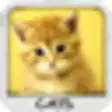 Icon of program: Cats Wallpapers