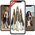 Icon of program: basset hound wallpapers