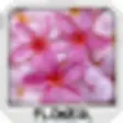 Icon of program: Flower Wallpapers