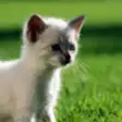 Icon of program: Kitten Sounds