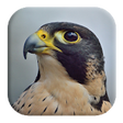 Icono de programa: Peregrine Falcon Sounds