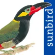 Icon of program: All Birds Guianas