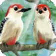 Icon of program: Birdies