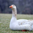 Icono de programa: Goose and Geese Sounds ~ …