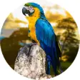 Icon of program: Parrot Wallpaper