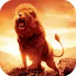 Icon of program: Lion HD Wallpapers