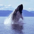 Icono de programa: Humpback Whale Sounds!