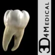 Icon of program: Dental Patient Education