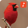 Icono de programa: Cardinal bird sound ringt…