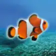 Icon of program: Clownfish Tap