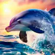 Icon of program: Dolphin Wallpapers