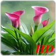 Icon of program: Lily wallpapers
