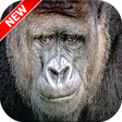Icono de programa: Gorilla Wallpaper HD