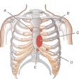 Icon of program: Anatomy and Embryology Li…