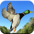 Icon of program: Duck Hunting Calls