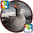 Icono de programa: Goose - RINGTONES and WAL…