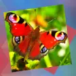 Icon of program: Deja Vu - Butterflies