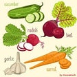 Icon of program: Vegetables Name with Imag…