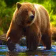 Icon of program: Bear Simulator - Animal S…