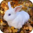 Icon of program: Rabbit Wallpaper  - Cute …