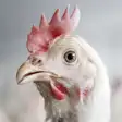 Icon of program: Chicken Sounds!