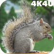 Icono de programa: 4K Park Squirrel Video Li…