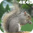 Icon of program: 4K Park Squirrel Video Li…