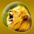 Icon of program: Animals 360 Gold