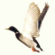 Icon of program: Duck Call Free