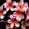Icon of program: Flower Wallpaper