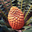 Icono de programa: IDentifyIt Cycads