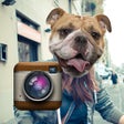 Icon of program: Animal Face Photo Booth