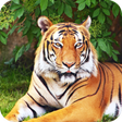 Icon of program: Royal Tiger Wallpaper HD